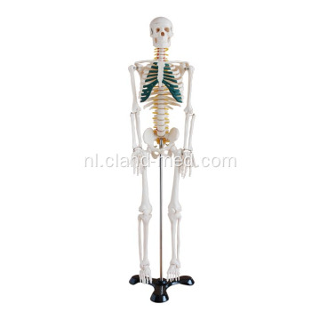 85cm skelet met ruggenmergzenuwen